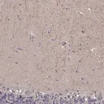 Merck Anti-RIT2 antibody produced in rabbit