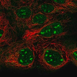 Merck Anti-SNAPC1 antibody produced in rabbit