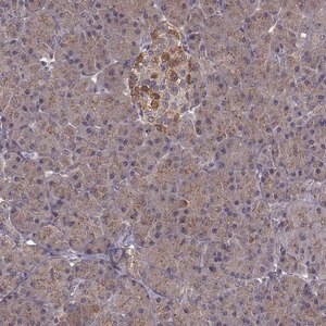 Merck Anti-FNIP2 antibody produced in rabbit