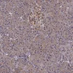 Merck Anti-FNIP2 antibody produced in rabbit