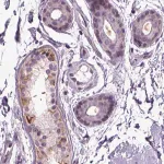 Merck Anti-PLCH2 antibody produced in rabbit
