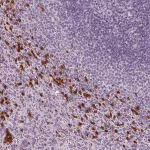 Merck Anti-IL4 antibody produced in rabbit