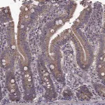 Merck Anti-PUDP antibody produced in rabbit