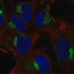 Merck Anti-SPRY4 antibody produced in rabbit