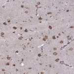 Merck Anti-PPP5D1 antibody produced in rabbit