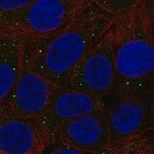 Merck Anti-THBS3 antibody produced in rabbit