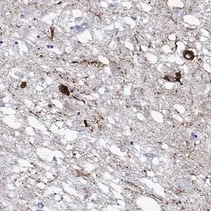 Merck Anti-HTR7 antibody produced in rabbit