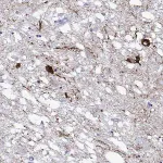 Merck Anti-HTR7 antibody produced in rabbit