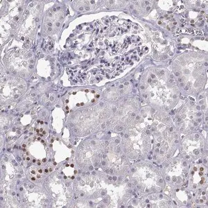 Merck Anti-LHX1 antibody produced in rabbit