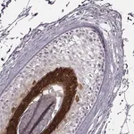 Merck Anti-FABP9 antibody produced in rabbit