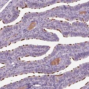 Merck Anti-MDH1B antibody produced in rabbit