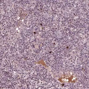 Merck Anti-PTX4 antibody produced in rabbit