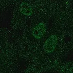 Merck Anti-TAL1 antibody produced in rabbit