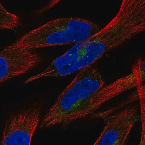Merck Anti-PTPN21 antibody produced in rabbit