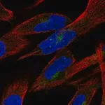 Merck Anti-PTPN21 antibody produced in rabbit