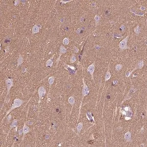 Merck Anti-HAGHL antibody produced in rabbit