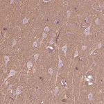 Merck Anti-HAGHL antibody produced in rabbit