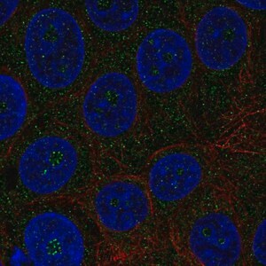 Merck Anti-TMEM217 antibody produced in rabbit