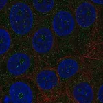 Merck Anti-TMEM217 antibody produced in rabbit