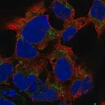 Merck Anti-PCDHB15 antibody produced in rabbit