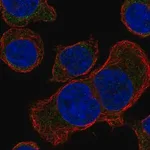 Merck Anti-STUM antibody produced in rabbit