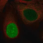 Merck Anti-NUSAP1 antibody produced in rabbit