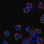 Merck Anti-KIRREL2 antibody produced in rabbit