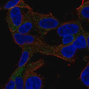 Merck Anti-GARNL3 antibody produced in rabbit