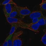 Merck Anti-GARNL3 antibody produced in rabbit