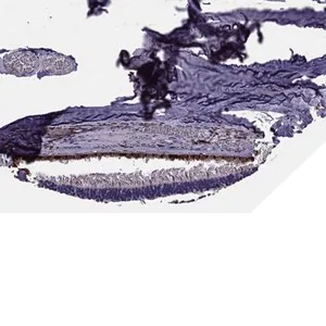 Merck Anti-SLC16A8 antibody produced in rabbit