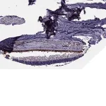 Merck Anti-SLC16A8 antibody produced in rabbit