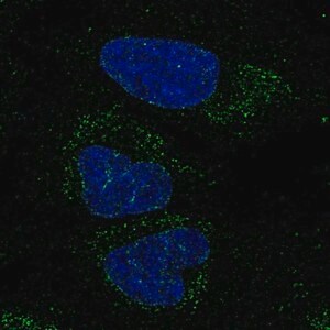 Merck Anti-FXYD6-FXYD2 antibody produced in rabbit