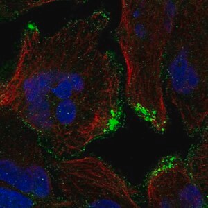Merck Anti-CASKIN2 antibody produced in rabbit