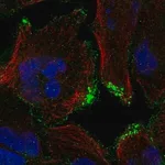 Merck Anti-CASKIN2 antibody produced in rabbit