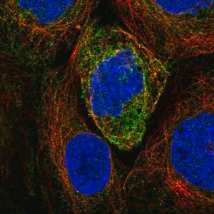 Merck Anti-ATL2 antibody produced in rabbit