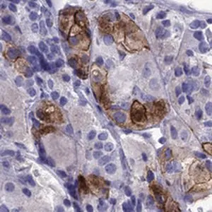 Merck Anti-AVPR1B antibody produced in rabbit