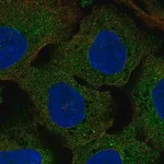 Merck Anti-CLUL1 antibody produced in rabbit