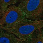 Merck Anti-PLXNA4 antibody produced in rabbit