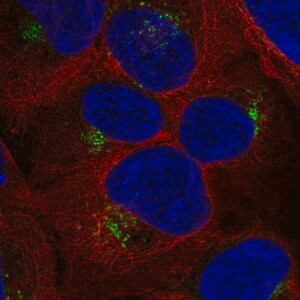 Merck Anti-RYK antibody produced in rabbit