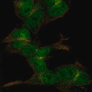Merck Anti-ZC3H6 antibody produced in rabbit