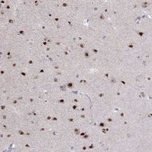 Merck Anti-HES5 antibody produced in rabbit