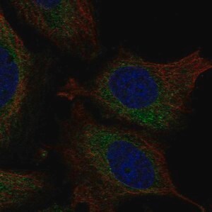 Merck Anti-ATL3 antibody produced in rabbit