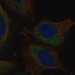 Merck Anti-ATL3 antibody produced in rabbit