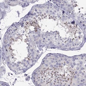 Merck Anti-PATE1 antibody produced in rabbit