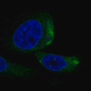 Merck Anti-TRIQK antibody produced in rabbit