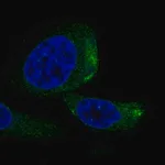 Merck Anti-TRIQK antibody produced in rabbit