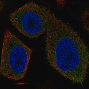 Merck Anti-SYT16 antibody produced in rabbit