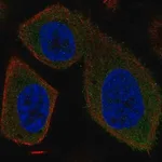 Merck Anti-SYT16 antibody produced in rabbit