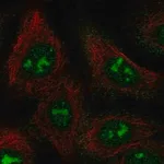 Merck Anti-BAHCC1 antibody produced in rabbit