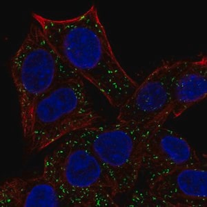 Merck Anti-ABT1 antibody produced in rabbit